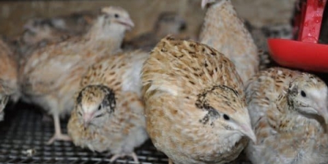 Karakteristične karakteristike mandžurske prepelice